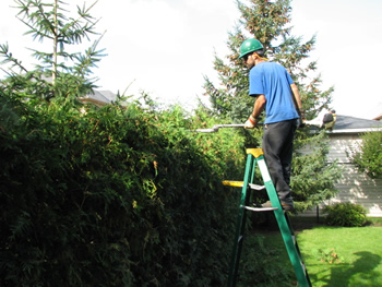 hedge trimming